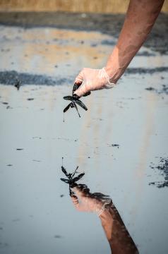 Ölverschmutzung auf dem Gelände der zentralen Verarbeitungsanlage des Öl-Konsortiums SPOC (Sudd Petroleum Operating Company) in Thar Jath (Südsudan) am 28. Februar 2015. Eine Hand fischt eine mit Erdöl bedeckte Libelle aus einer Ölpfütze.