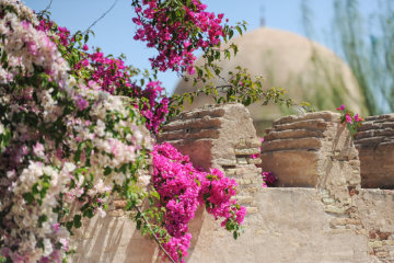 Rosafarbene und pinke Blumen an einer Mauer in Kairouan (Tunesien) am 22. April 2017. Im Hintergrund die Kuppel einer Moschee.