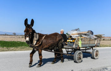 Eine Frau fährt am 23. März 2019 in der Nähe von Rakovski (Bulgarien) auf einem Eselswagen.