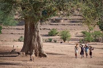 Kinder tragen Säcke auf dem Kopf am 30. April 2018 in Kauda (Sudan). Ziegen grasen unter einem Baum.
