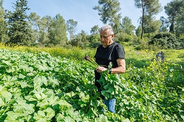 Chefkoch Mosche Basson erntet "Khubeza", eine wilde Malvenart, die wie Spinat verwendet wird, am 26. Februar 2024 im Wald nahe Ben Shemen (Israel).